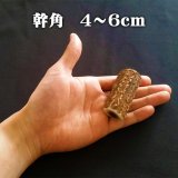 【鹿角】おまかせ 幹角 4cm〜6cm 用途自由 ペットおもちゃ、アクセサリー色々。北海道エゾシカつの