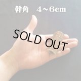 [セール対象]【鹿角】おまかせ 幹角 4cm〜6cm 用途自由 ペットおもちゃ、アクセサリー色々。北海道エゾシカつの