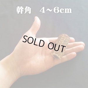 画像1: 【鹿角】おまかせ 幹角 4cm〜6cm 用途自由 ペットおもちゃ、アクセサリー色々。北海道エゾシカつの