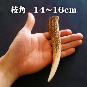 画像1: 【鹿角】おまかせ 枝角 14cm〜16cm 用途自由 ペットおもちゃ、アクセサリー色々。北海道エゾシカつの
