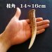 画像1: 【鹿角】おまかせ 枝角 14cm〜16cm 用途自由 ペットおもちゃ、アクセサリー色々。北海道エゾシカつの (1)
