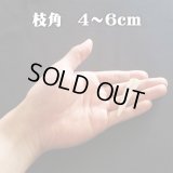 【鹿角】おまかせ 枝角 4cm〜6cm 用途自由 ペットおもちゃ、アクセサリー色々。北海道エゾシカつの