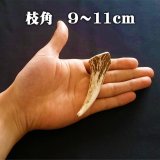 【GWセール】【鹿角】おまかせ 枝角 9cm〜11cm 用途自由 ペットおもちゃ、アクセサリー色々。北海道エゾシカつの