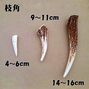 画像2: 【鹿角】おまかせ 枝角 14cm〜16cm 用途自由 ペットおもちゃ、アクセサリー色々。北海道エゾシカつの