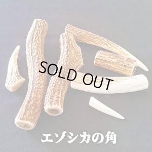 画像5: 【鹿角】おまかせ 幹角 4cm〜6cm 用途自由 ペットおもちゃ、アクセサリー色々。北海道エゾシカつの
