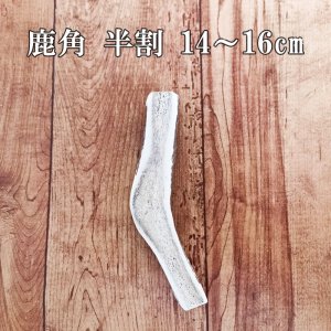 画像1: 鹿角 14-16cm 半割カット 1本　【ネコポス送料無料】