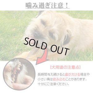 画像4: 鹿角 14-16cm 半割カット 1本　【ネコポス送料無料】