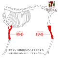 【先着セール！】【在庫一掃】エゾ鹿 脛骨(けいこつ)/橈骨(とうこつ) どちらかを発送します。【1人3個まで】