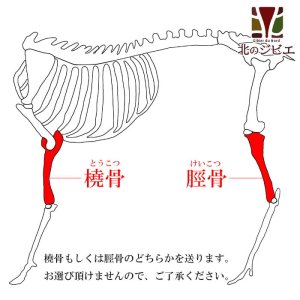 画像1: 【在庫一掃】エゾ鹿 脛骨(けいこつ)/橈骨(とうこつ)  生食OK！どちらかを発送します。【1人3個まで】