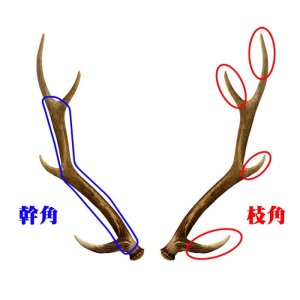 画像3: 【鹿角】おまかせ 幹角 4cm〜6cm 用途自由 ペットおもちゃ、アクセサリー色々。北海道エゾシカつの