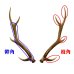 画像3: 【鹿角】おまかせ 枝角 14cm〜16cm 用途自由 ペットおもちゃ、アクセサリー色々。北海道エゾシカつの