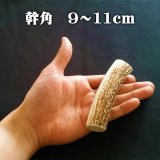 【鹿角】おまかせ 幹角 9cm〜11cm 用途自由 ペットおもちゃ、アクセサリー色々。北海道エゾシカつの