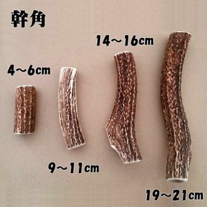 画像2: 【鹿角】おまかせ 幹角 9cm〜11cm 用途自由 ペットおもちゃ、アクセサリー色々。北海道エゾシカつの