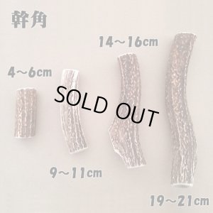 画像2: 【鹿角】おまかせ 幹角 4cm〜6cm 用途自由 ペットおもちゃ、アクセサリー色々。北海道エゾシカつの