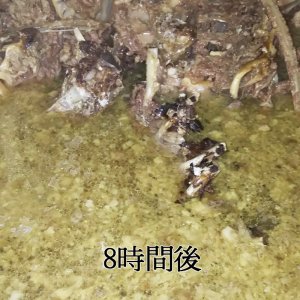 画像5: 【獣医師監修】犬用 加熱済み エゾ鹿肉入りスープ 200g【犬用 病院食 療養食 無添加 レトルト 手作り】【ネコポス送料無料】