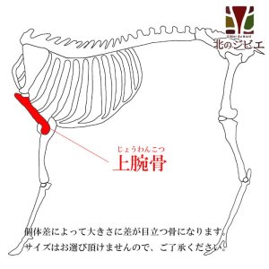 画像1: 【在庫一掃】犬用 エゾ鹿 上腕骨2個 　生食OK！【1人3個まで】