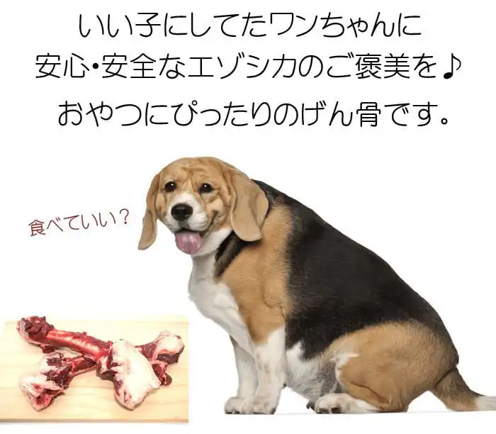 エゾ鹿大腿骨