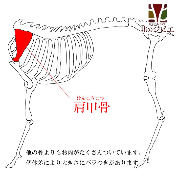 エゾ鹿肩甲骨ヘラ骨