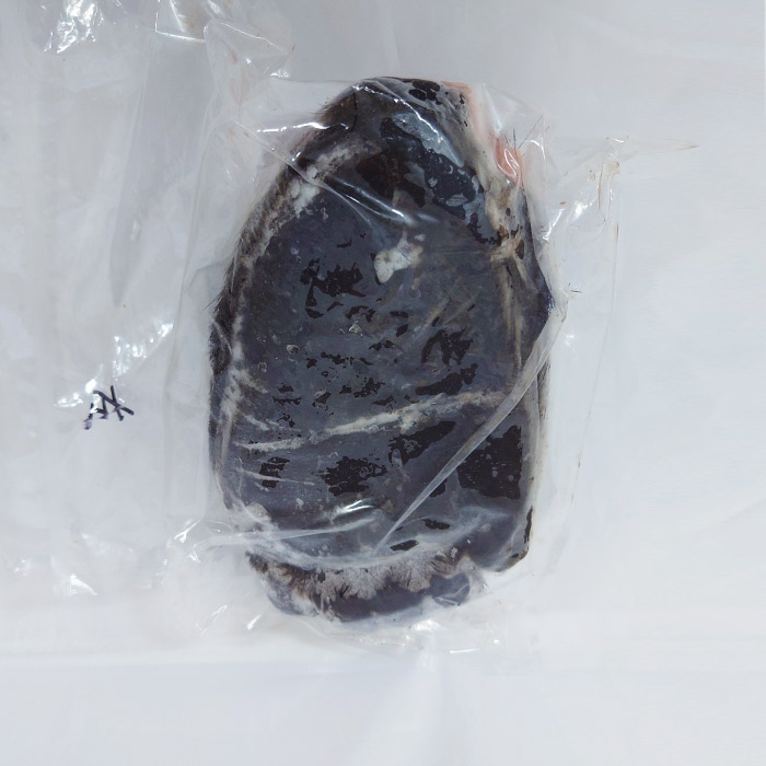 こっそり販売　ヒグマ　後ろ脚　左