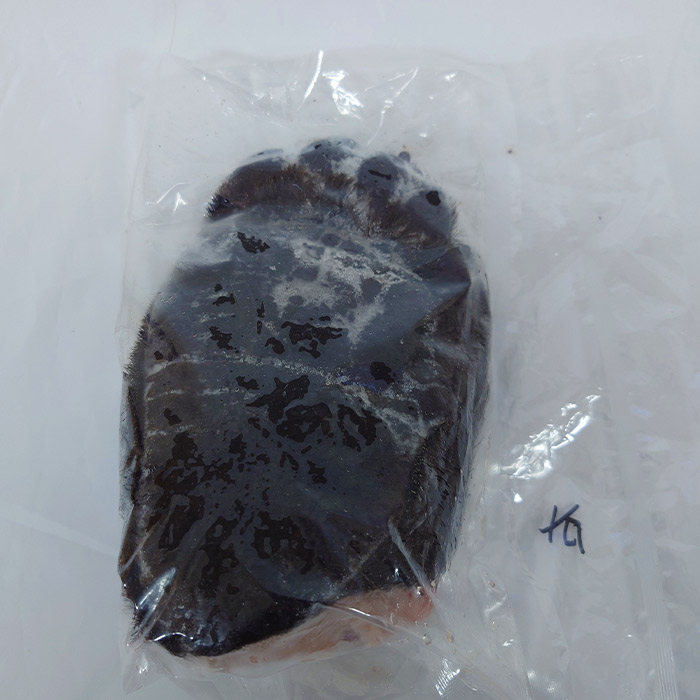 こっそり販売　ヒグマ　後ろ脚　右　約1.1kg