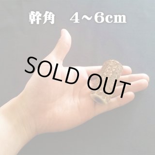 鹿角(エゾシカの角) - 北海道エゾ鹿肉専門店 北のジビエ