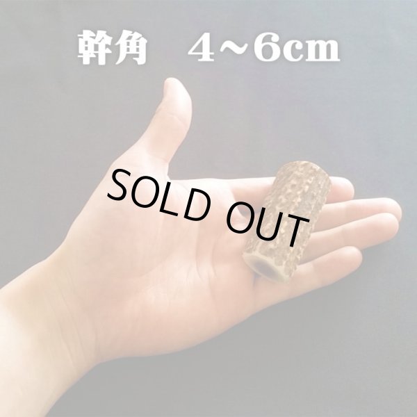 鹿角】おまかせ 幹角 4cm〜6cm 用途自由 ペットおもちゃ、アクセサリー