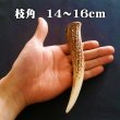 画像1: 【鹿角】おまかせ 枝角 14cm〜16cm 用途自由 ペットおもちゃ、アクセサリー色々。北海道エゾシカつの (1)