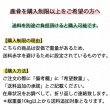 画像4: 【在庫一掃】犬用 エゾ鹿 上腕骨2個 　生食OK！【1人3個まで】 (4)