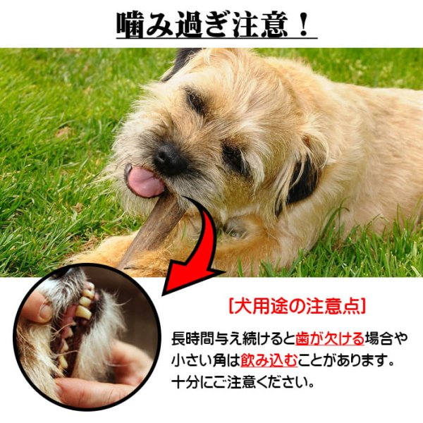 画像4: 鹿角 14-16cm 半割カット 1本 【ネコポス送料無料】 (4)