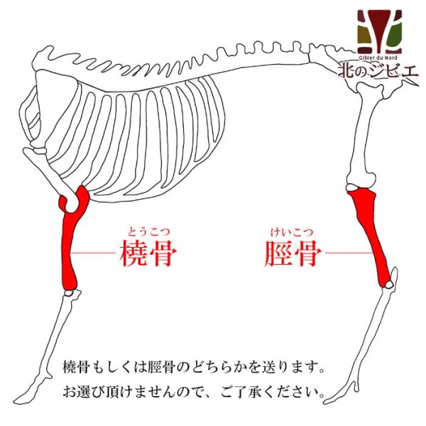 画像1: 【在庫一掃】エゾ鹿 脛骨(けいこつ)/橈骨(とうこつ)  生食OK！どちらかを発送します。【1人3個まで】 (1)