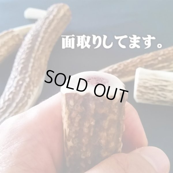 画像4: 【鹿角】おまかせ 幹角 4cm〜6cm 用途自由 ペットおもちゃ、アクセサリー色々。北海道エゾシカつの (4)