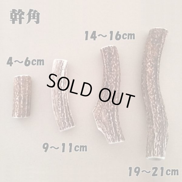 画像2: 【鹿角】おまかせ 幹角 4cm〜6cm 用途自由 ペットおもちゃ、アクセサリー色々。北海道エゾシカつの (2)